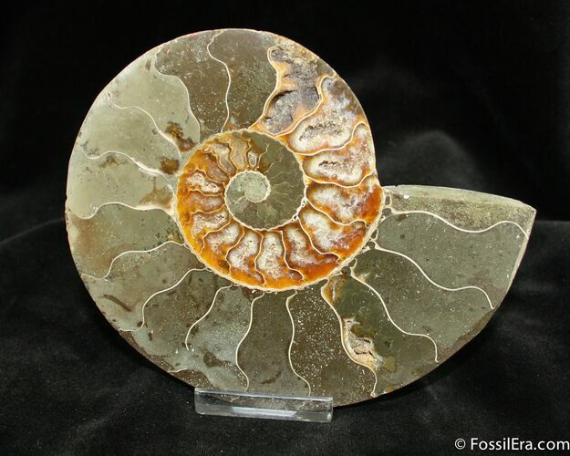 Inch Polished Madagascar Ammonite (Half) #875